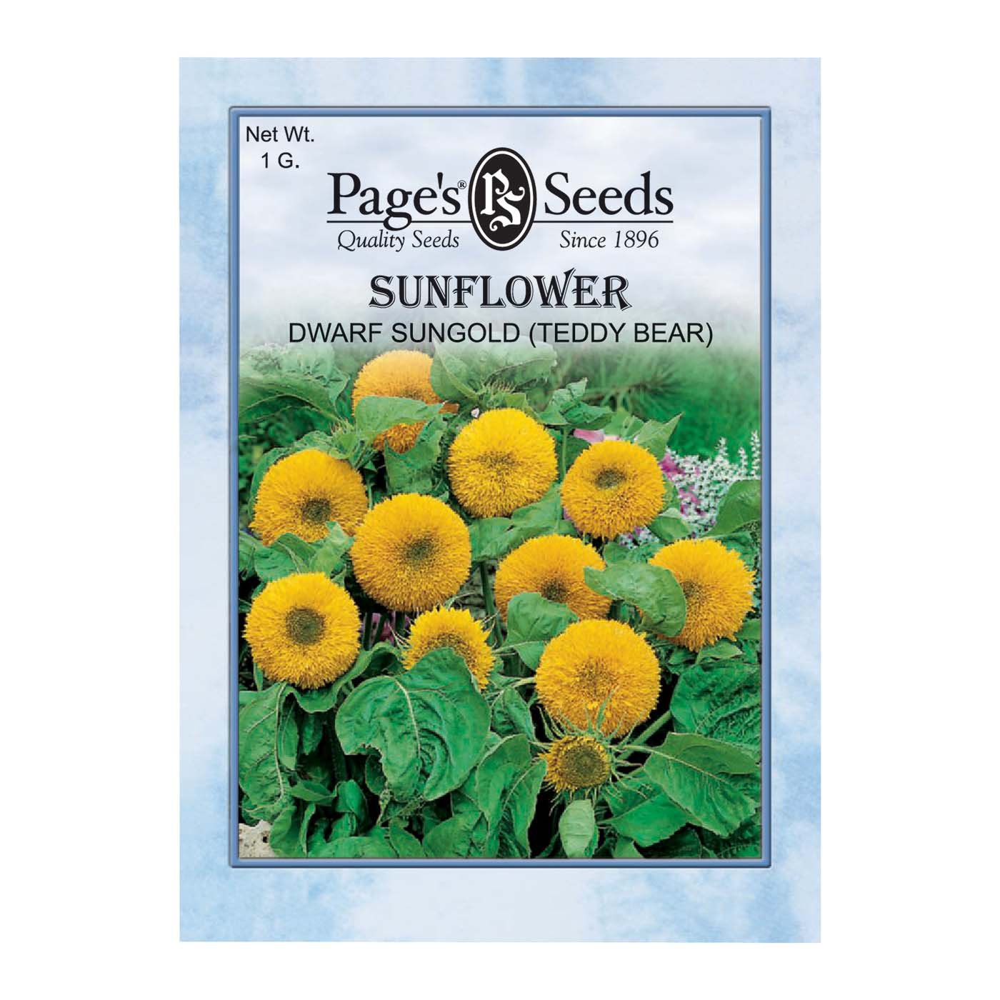 Page S Seeds Dwarf Sungold Teddy Bear Sunflower Seed Packet Shop