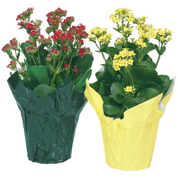 BLOOMS by H-E-B Kalanchoe, 4 in