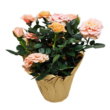 Floral Potted Mini Roses Flowering Plant, 4"
