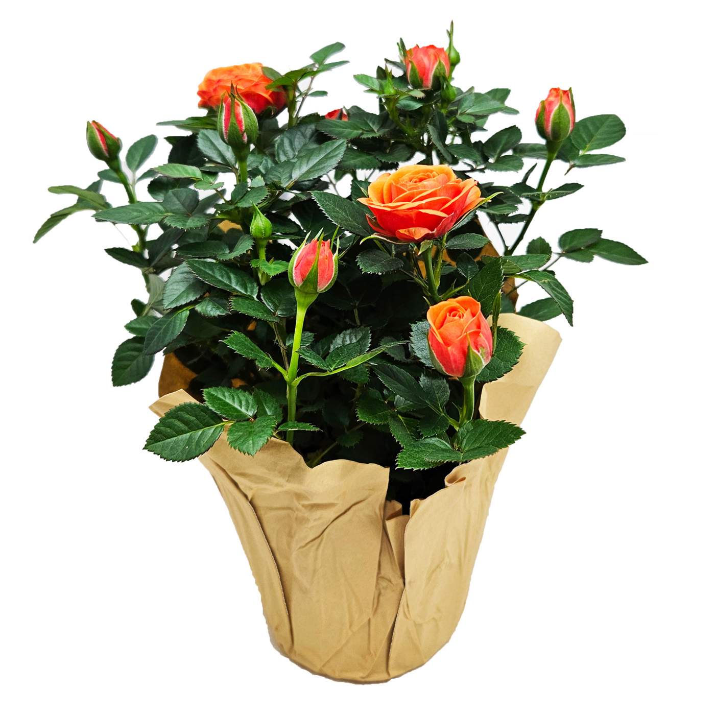 BLOOMS by H-E-B Potted Mini Roses Flowering Plant; image 2 of 6