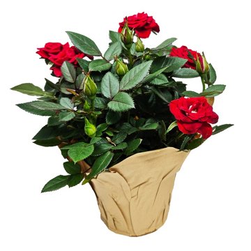 Floral Potted Mini Roses Flowering Plant, 4"