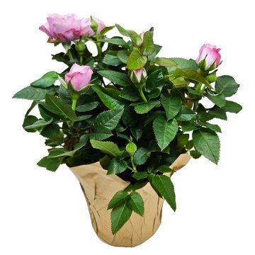 Floral Potted Mini Roses Flowering Plant, 4"