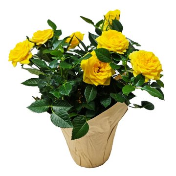 Floral Potted Mini Roses Flowering Plant, 4"