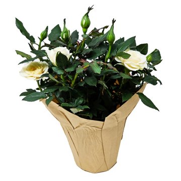 Floral Potted Mini Roses Flowering Plant, 4"