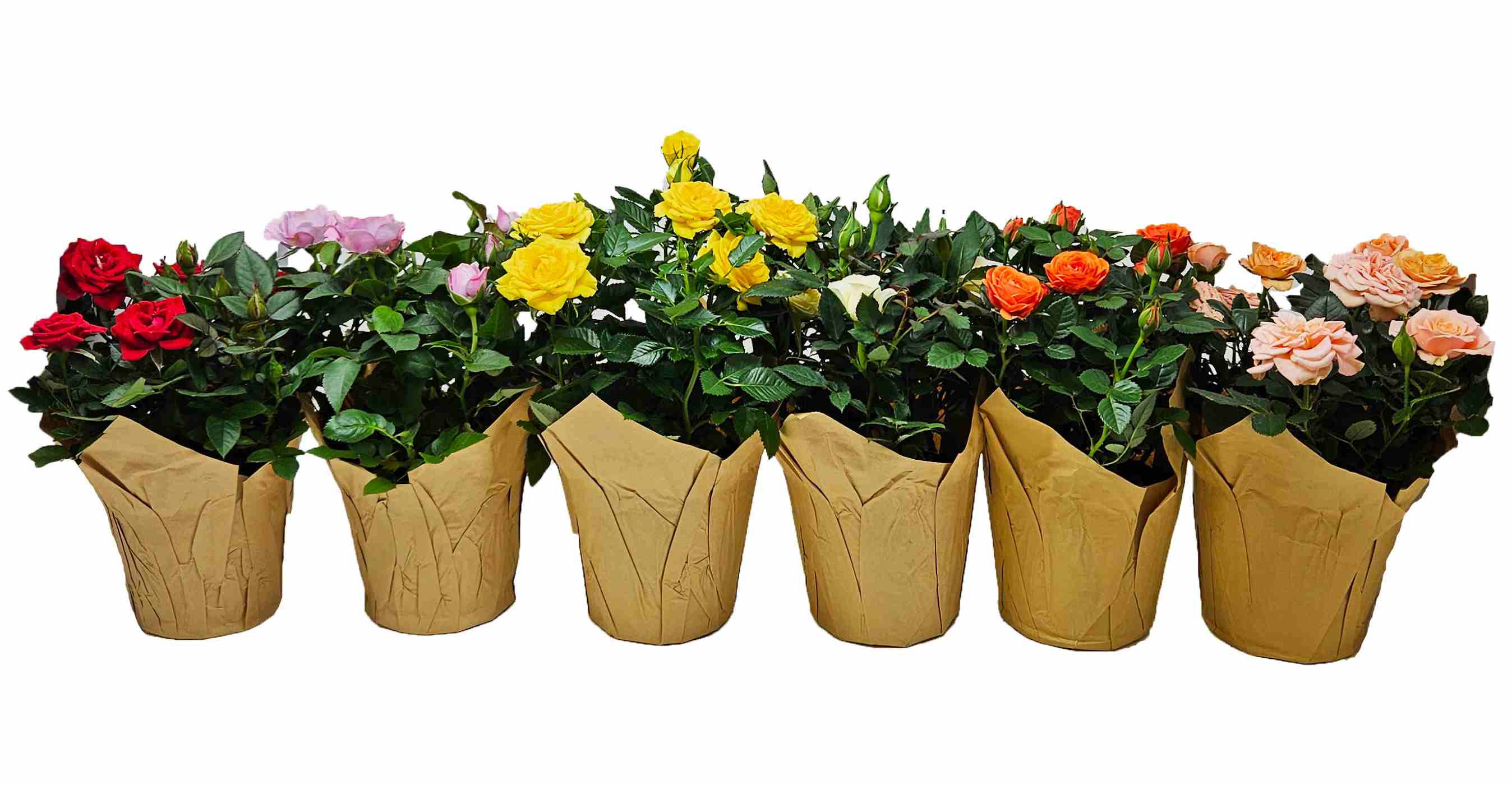 BLOOMS by HEB Potted Mini Roses Flowering Plant Shop Flowers