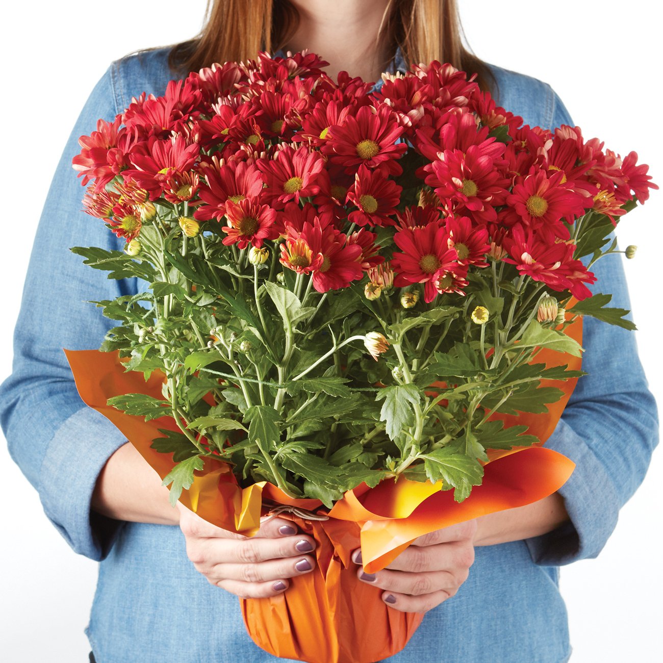 BLOOMS by HEB Potted Mum Shop Potted plants at HEB