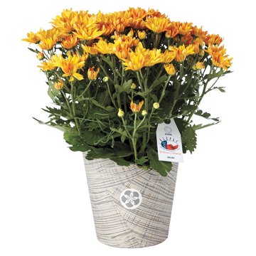 BLOOMS by H-E-B 6" Fall Mum