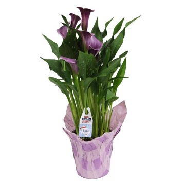 H-E-B Texas Roots 6" Calla Lily