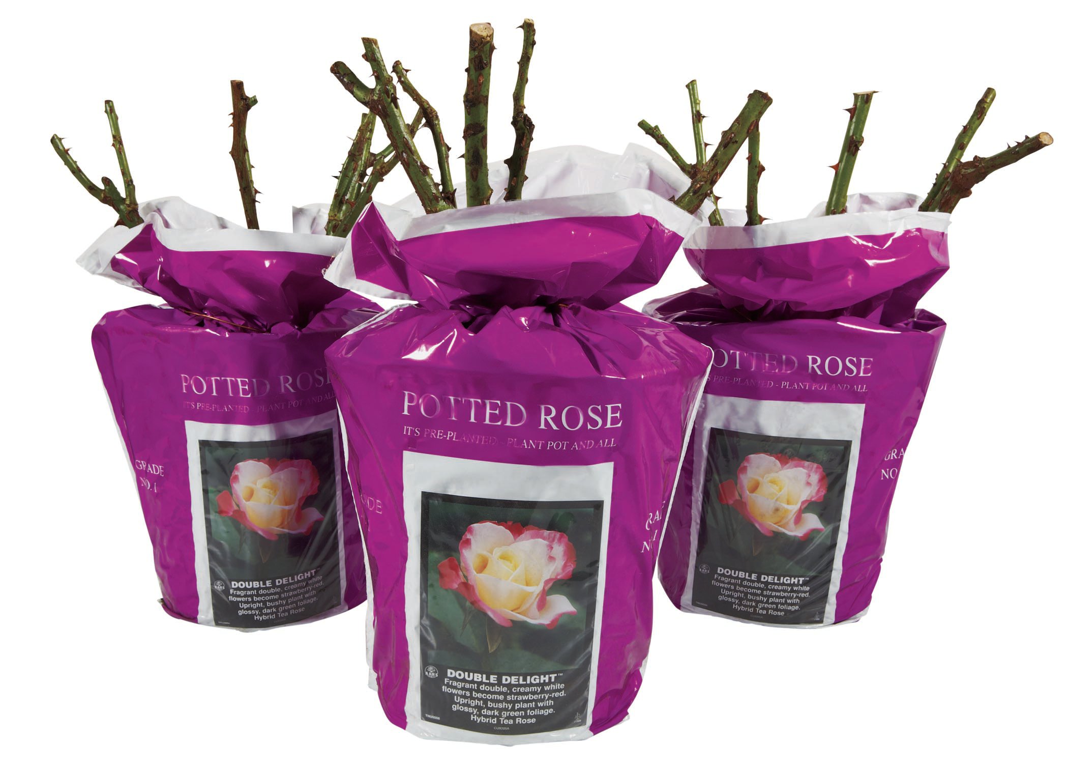 H-E-B Texas Backyard Poly Potted Rose - Shop Potted plants at H-E-B