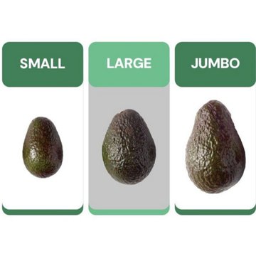 Fresh Large Hass Avocado