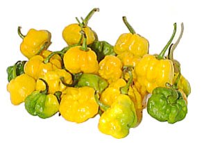 Fresh Scotch Chile Peppers Shop Vegetables at HEB