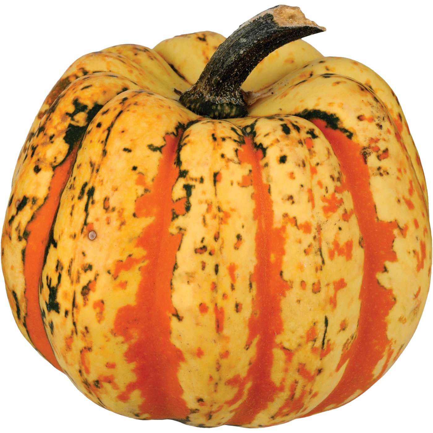 Fresh Carnival Squash; image 1 of 2