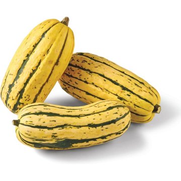 Fresh Delicata Squash, Avg. 1.25 lbs