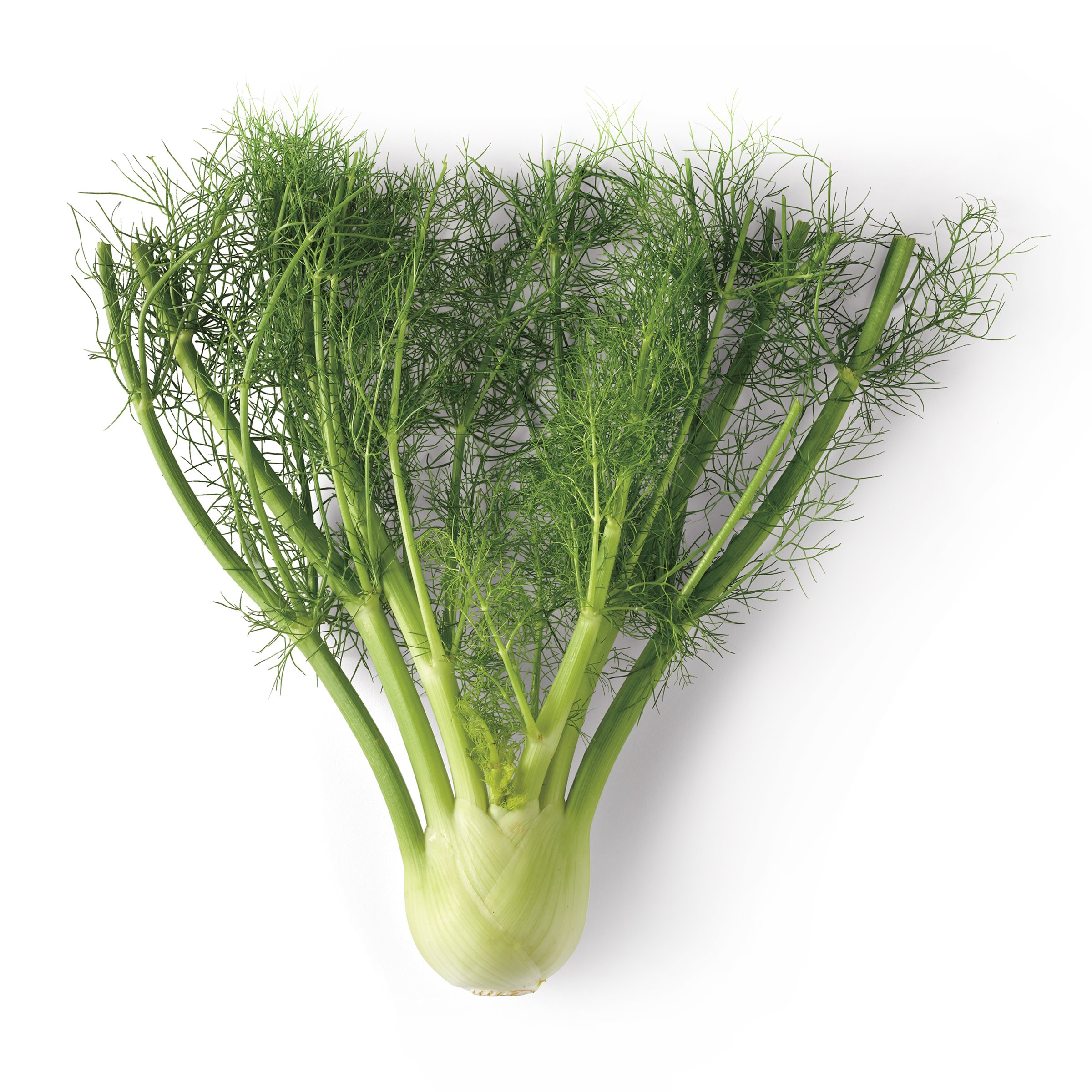 Fresh Anise/Fennel Shop Herbs at HEB