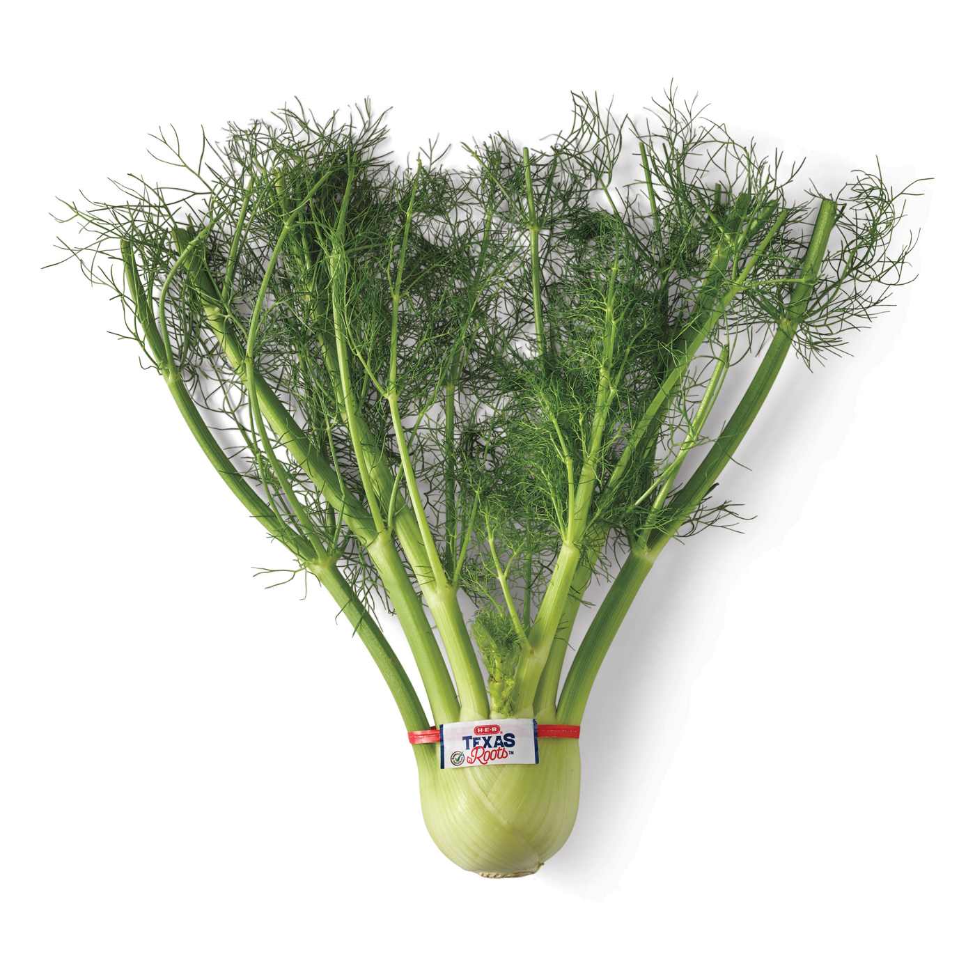 H-E-B Texas Roots Fresh Fennel; image 1 of 2