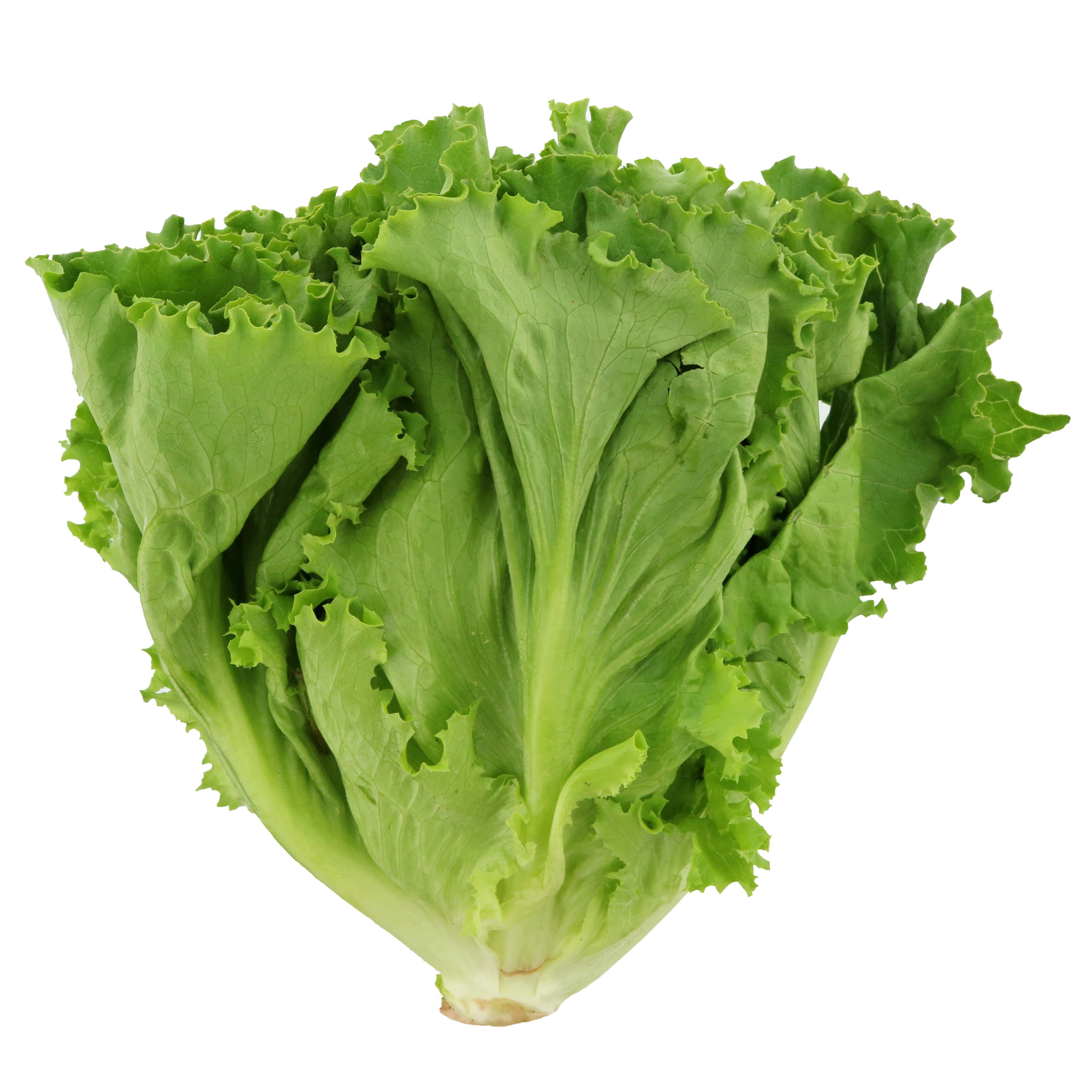 Fresh Green Leaf Lettuce - Shop Lettuce & Leafy Greens at H-E-B