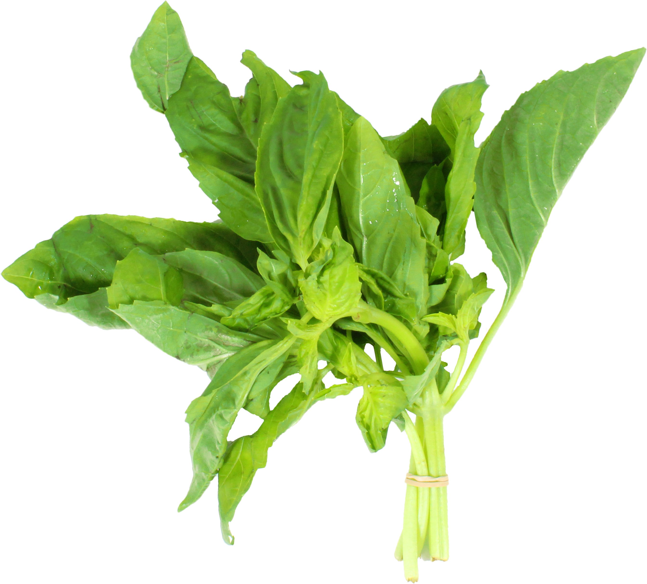 Fresh Basil Shop Herbs at HEB