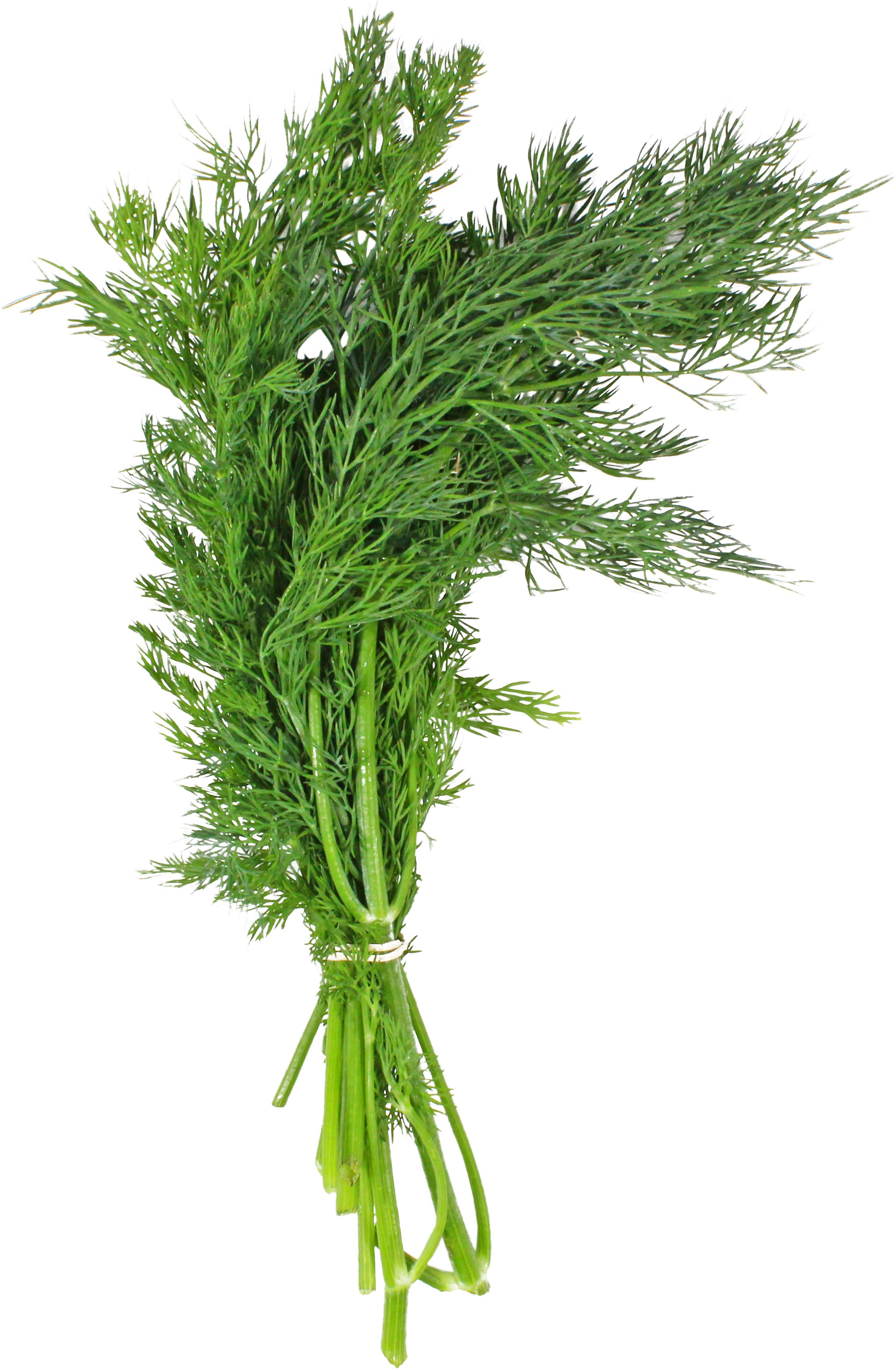 Fresh Dill - Shop Herbs At H-E-B