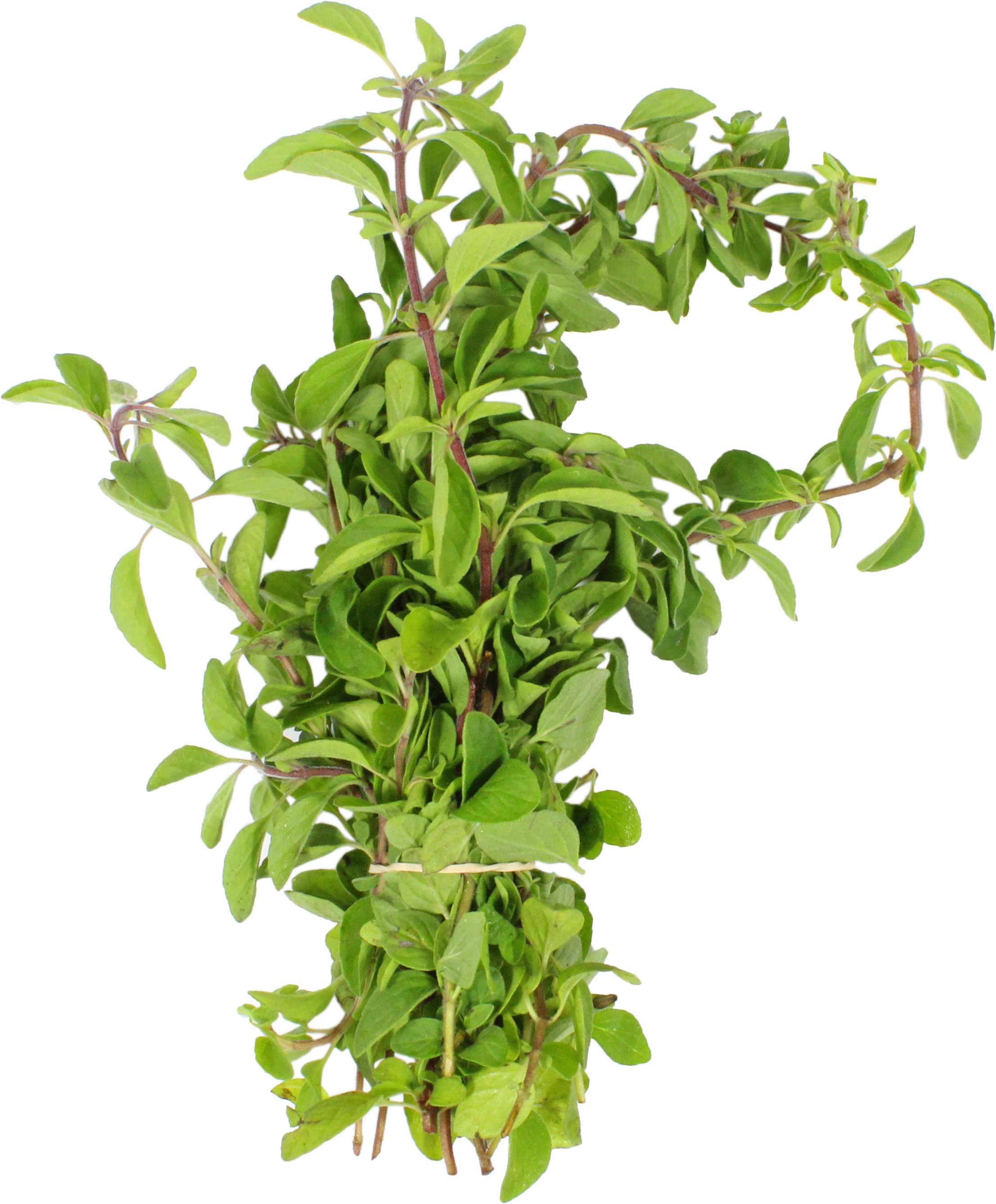 Fresh Oregano Shop Herbs at HEB