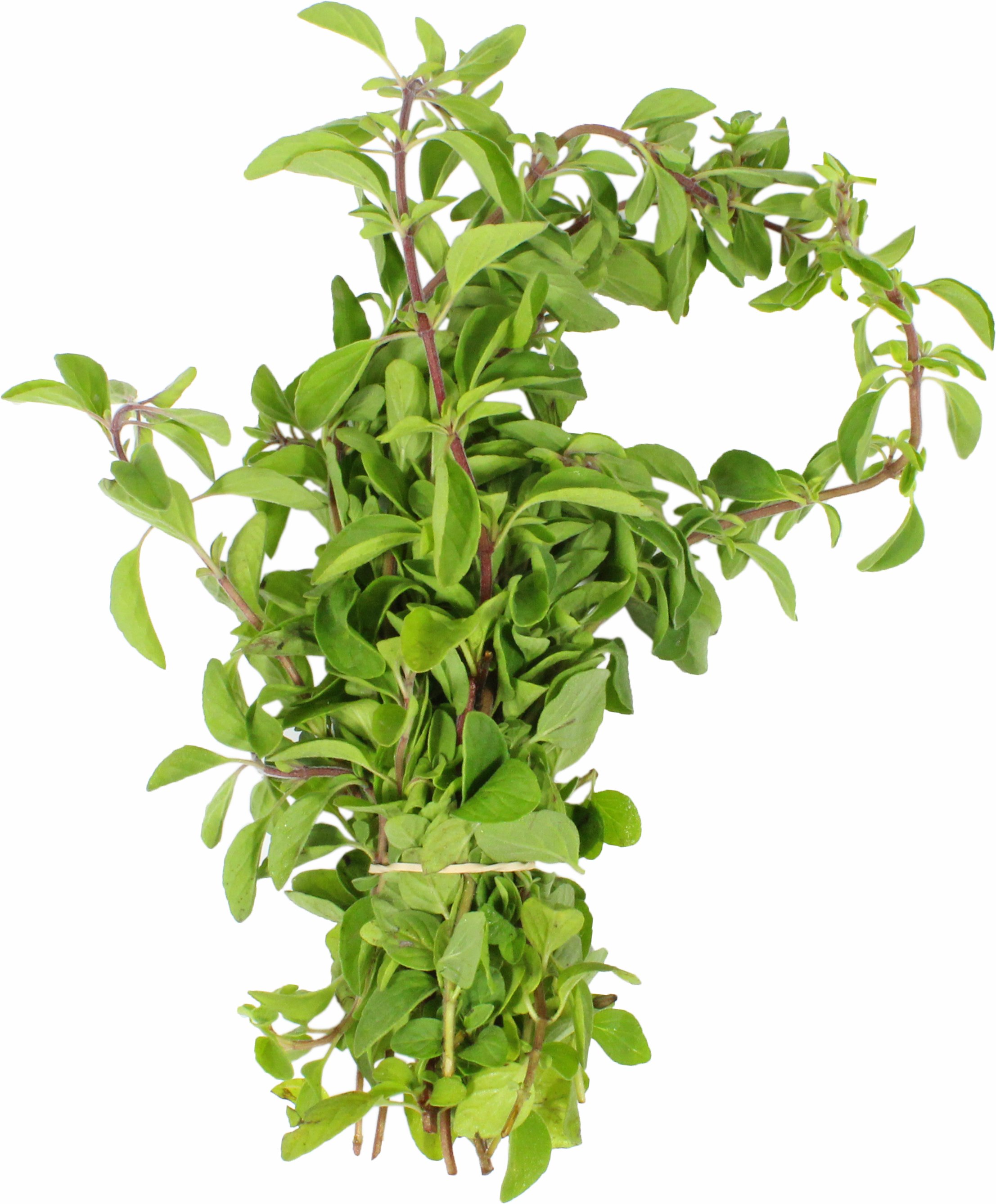 Fresh Oregano - Shop Herbs At H-E-B