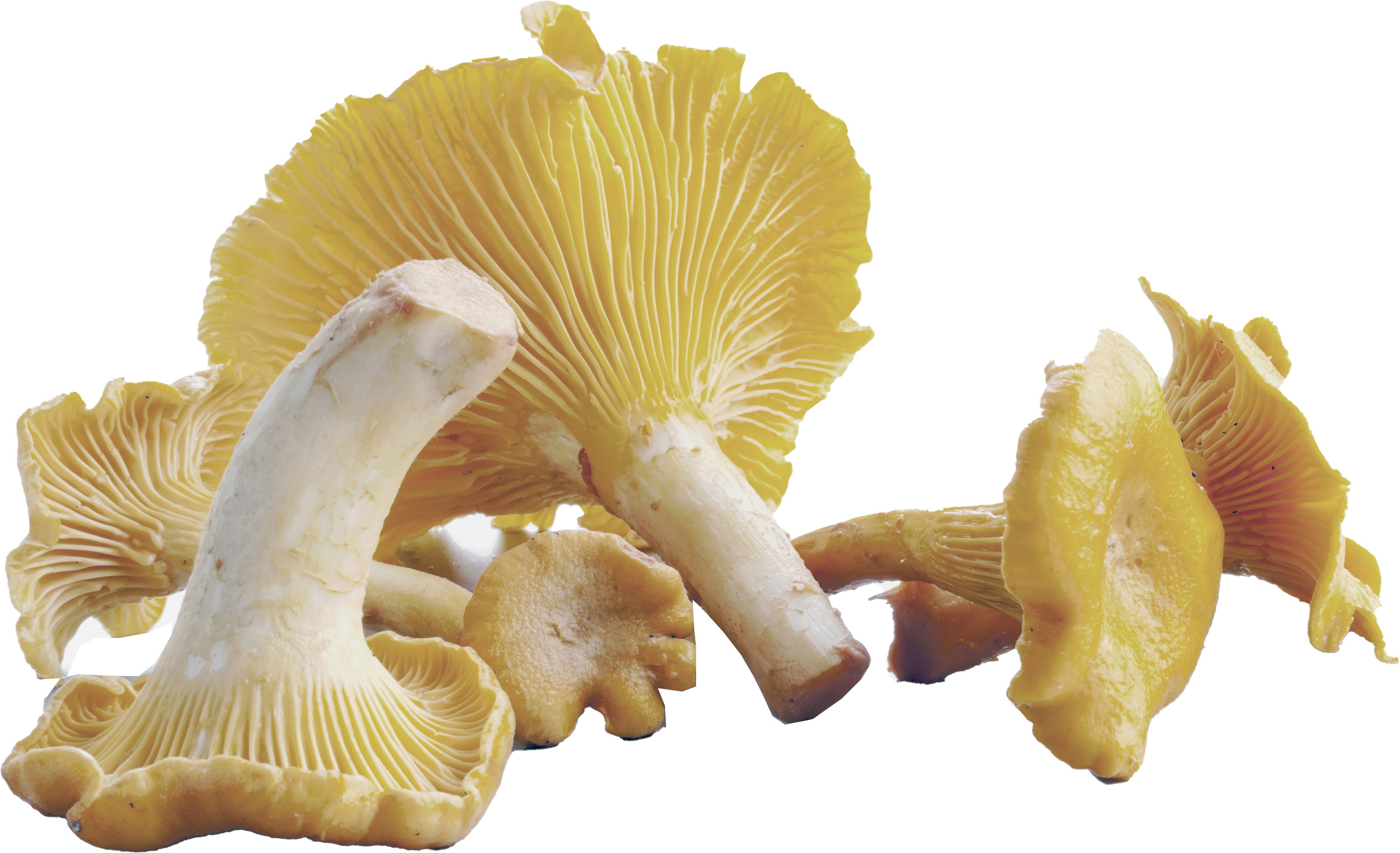 Monterey White Chanterelle Mushrooms Shop Mushrooms at HEB