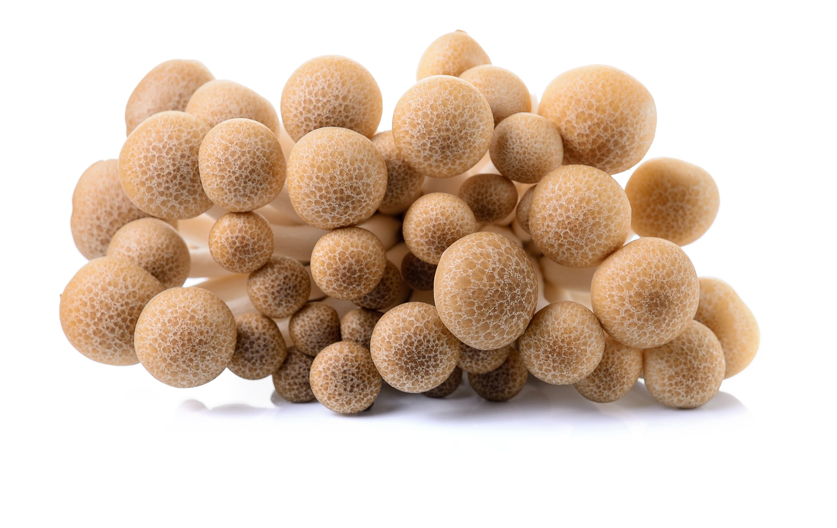 Fresh Brown Clamshell Mushroom Shop Mushrooms at HEB