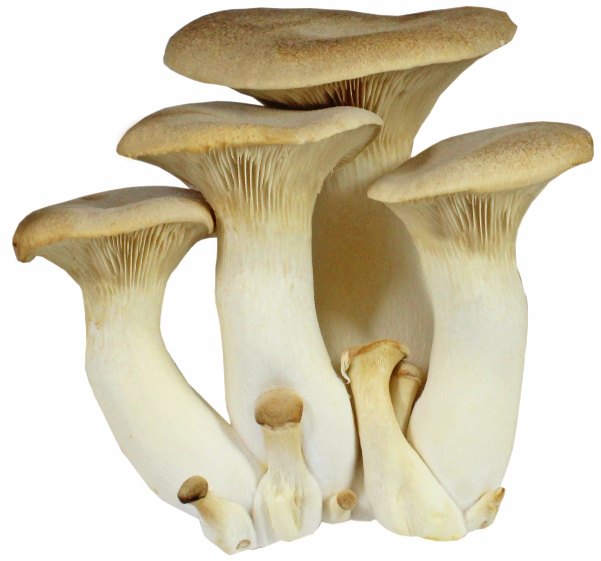 Fresh King Mushroom, Bulk Shop Mushrooms at HEB