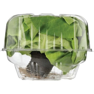 Fresh Butter Lettuce