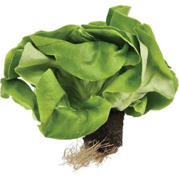 Fresh Butter Lettuce