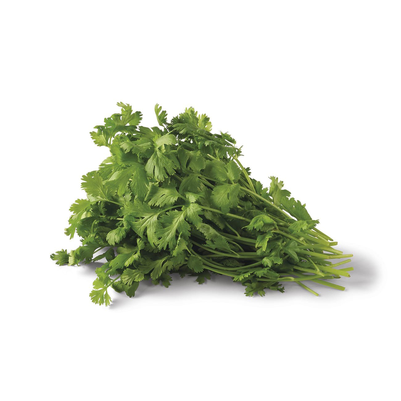 Organic Herbs Coriander 1 Bunch: Fresh Flavor for Your Recipes