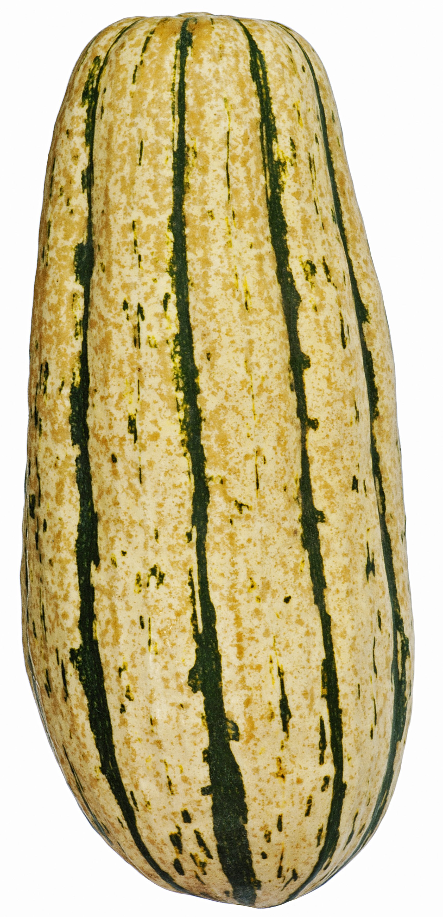 Organic Sugar Loaf Squash Shop at HEB