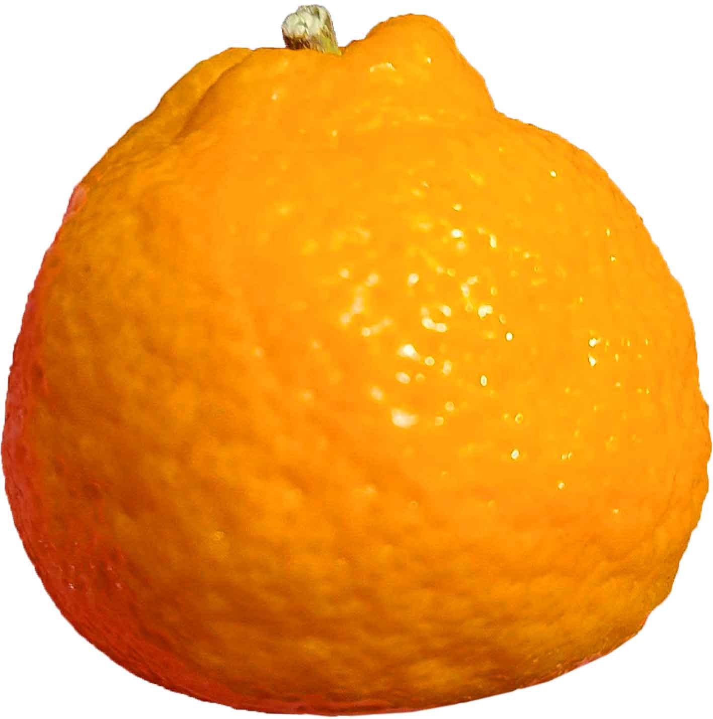 Texas Satsuma Mandarins | Central Market - Really Into Food