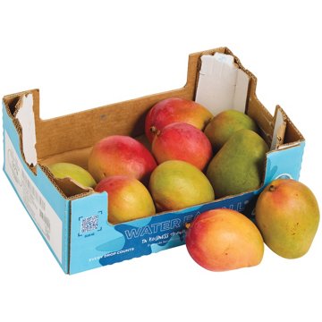 Fresh Mangos, 1 case