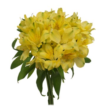 BLOOMS by H-E-B Assorted Alstroemeria, 1 bundle