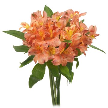 BLOOMS by H-E-B Assorted Alstroemeria, 1 bundle