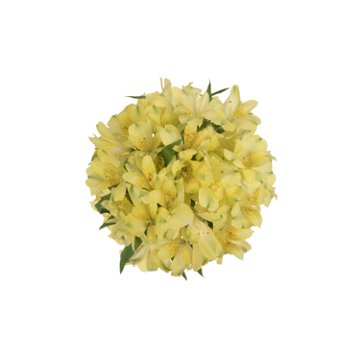 BLOOMS by H-E-B Assorted Alstroemeria, 1 bundle