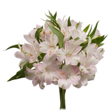 BLOOMS by H-E-B Assorted Alstroemeria, 1 bundle