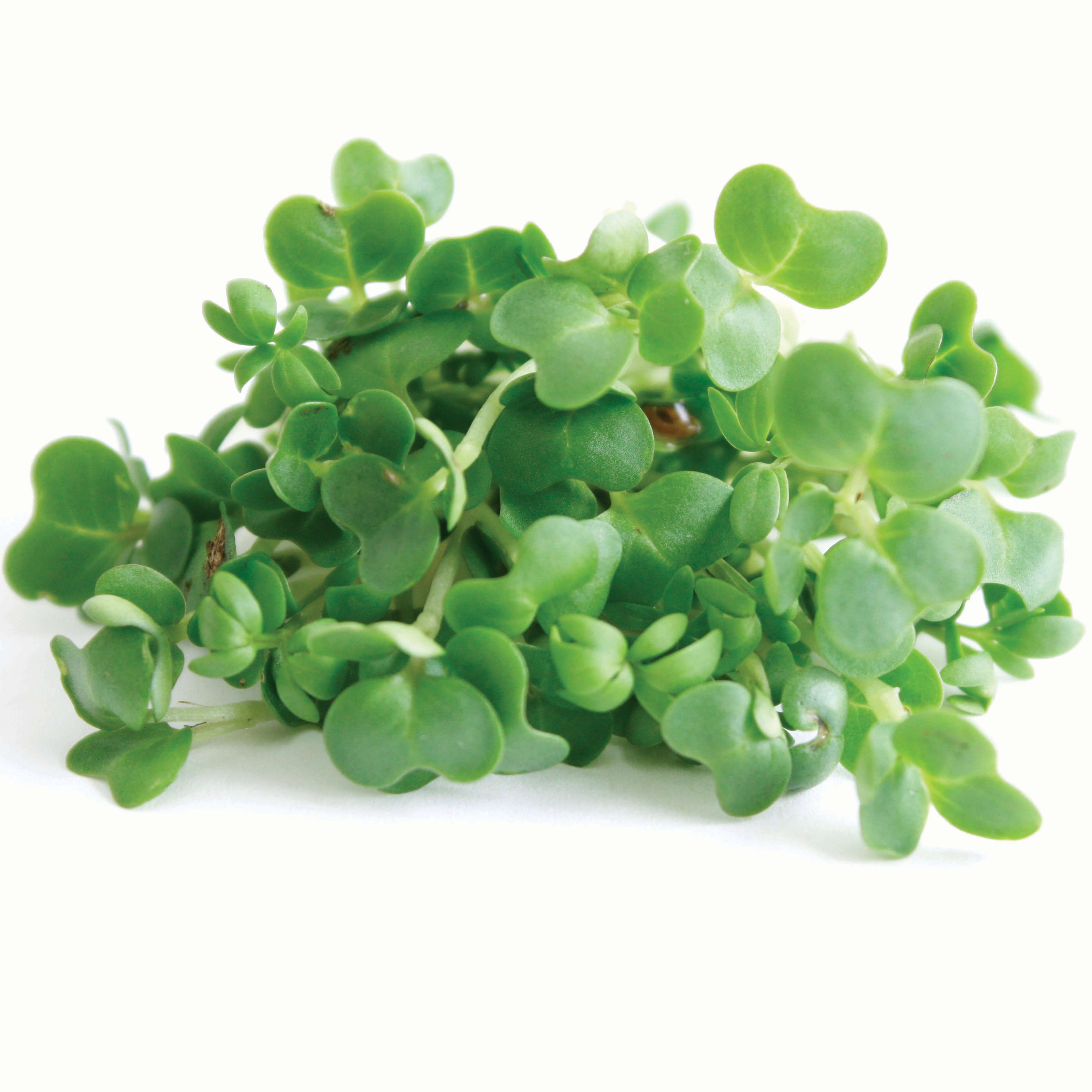 Fresh Organic Watercress Shop Lettuce & Leafy Greens at HEB