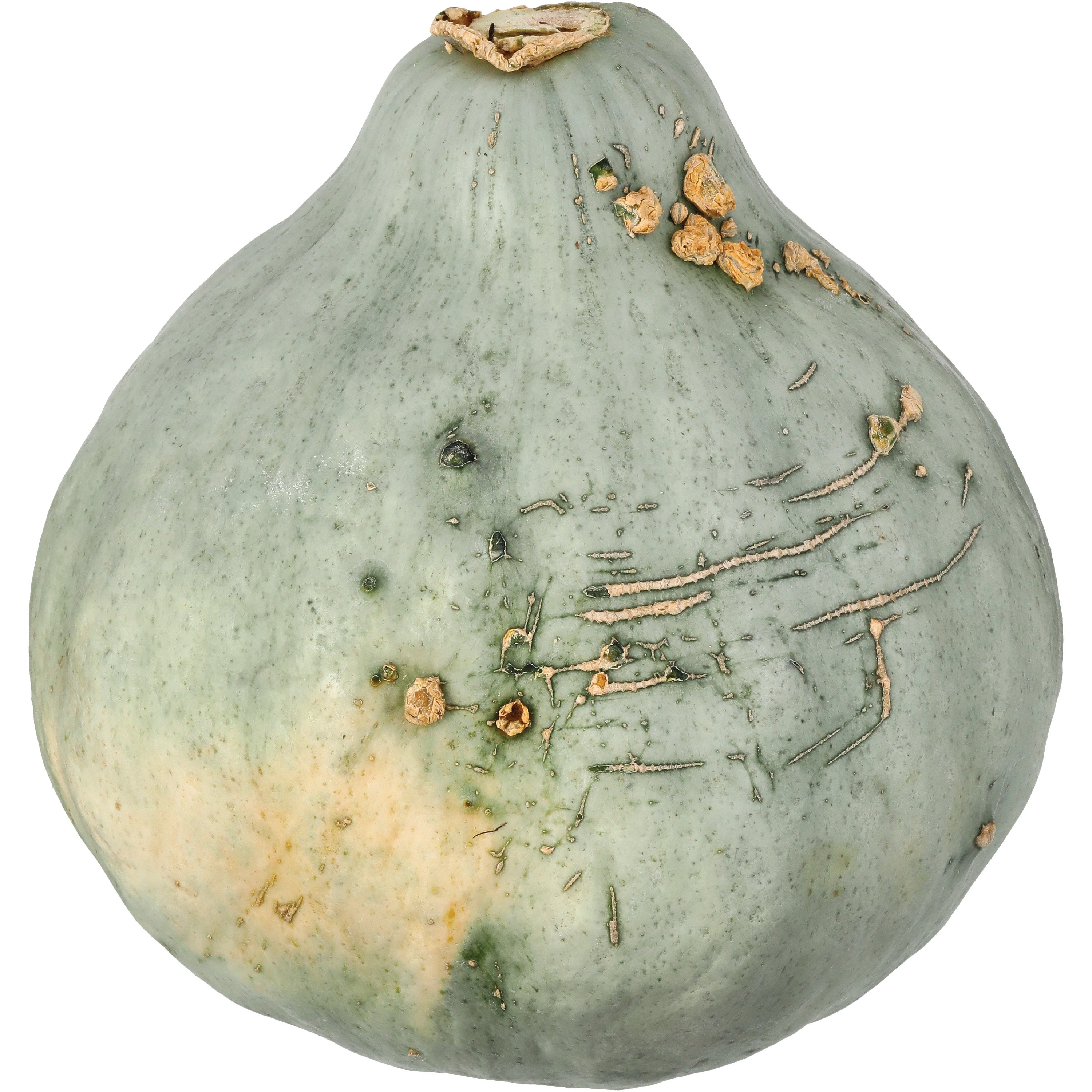 Fresh Blue Hubbard Squash Shop Squash & Pumpkins at HEB