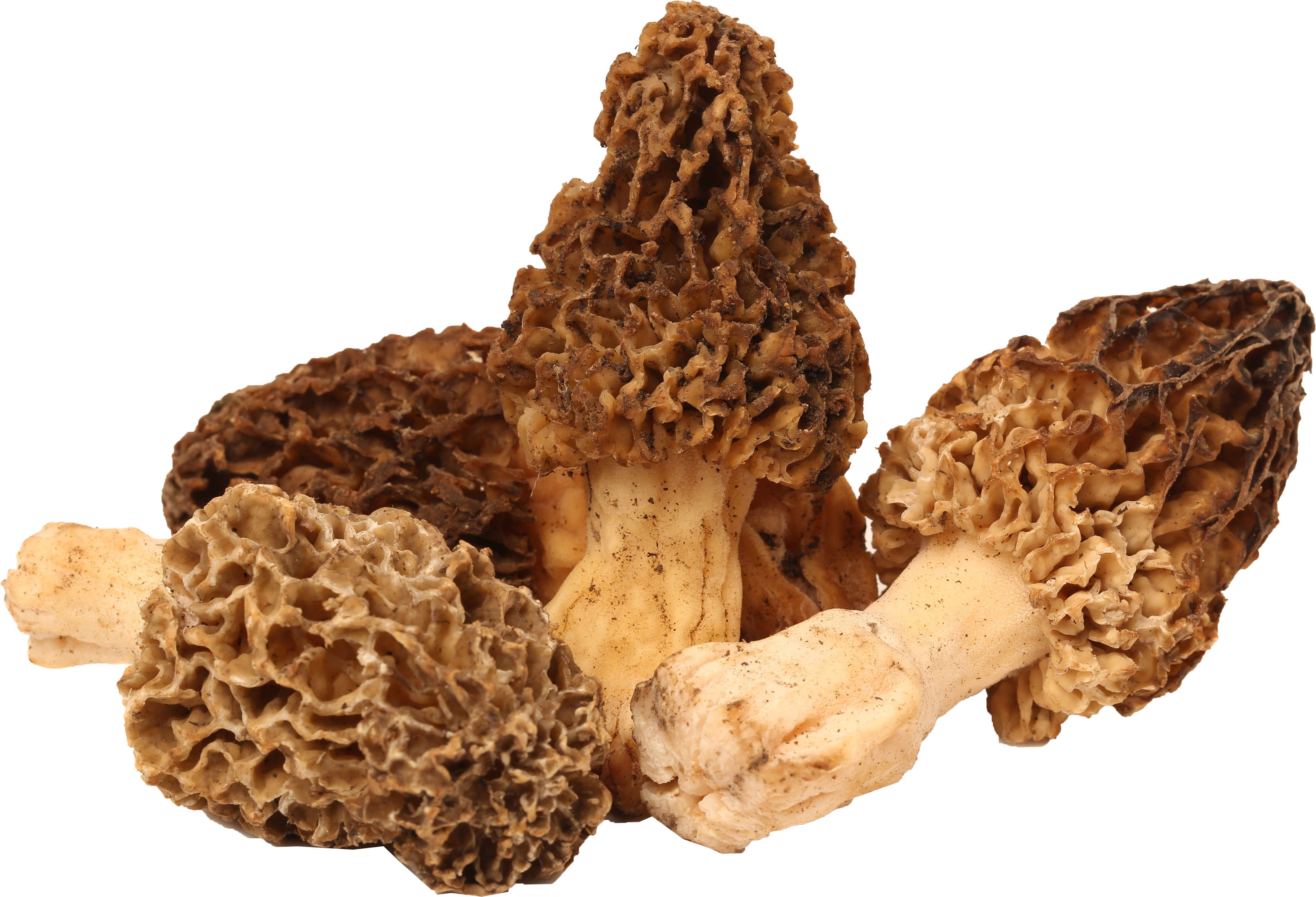 Morel Mushrooms Shop Mushrooms at HEB