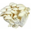 mushroom　0120 Mushroom paperweight MM | Hermès USA