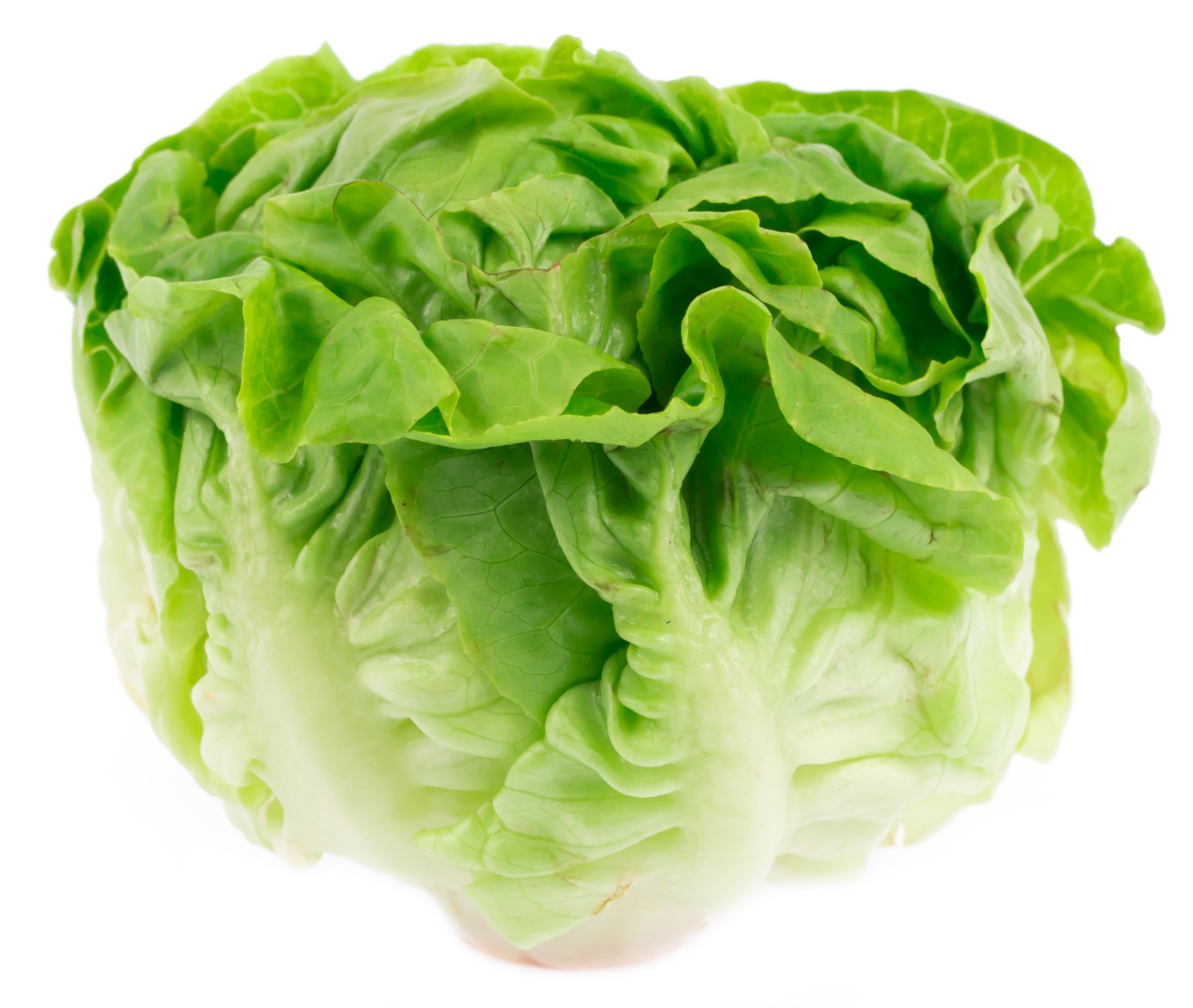 Organic Butter Lettuce - Shop Lettuce & Leafy Greens At H-E-B