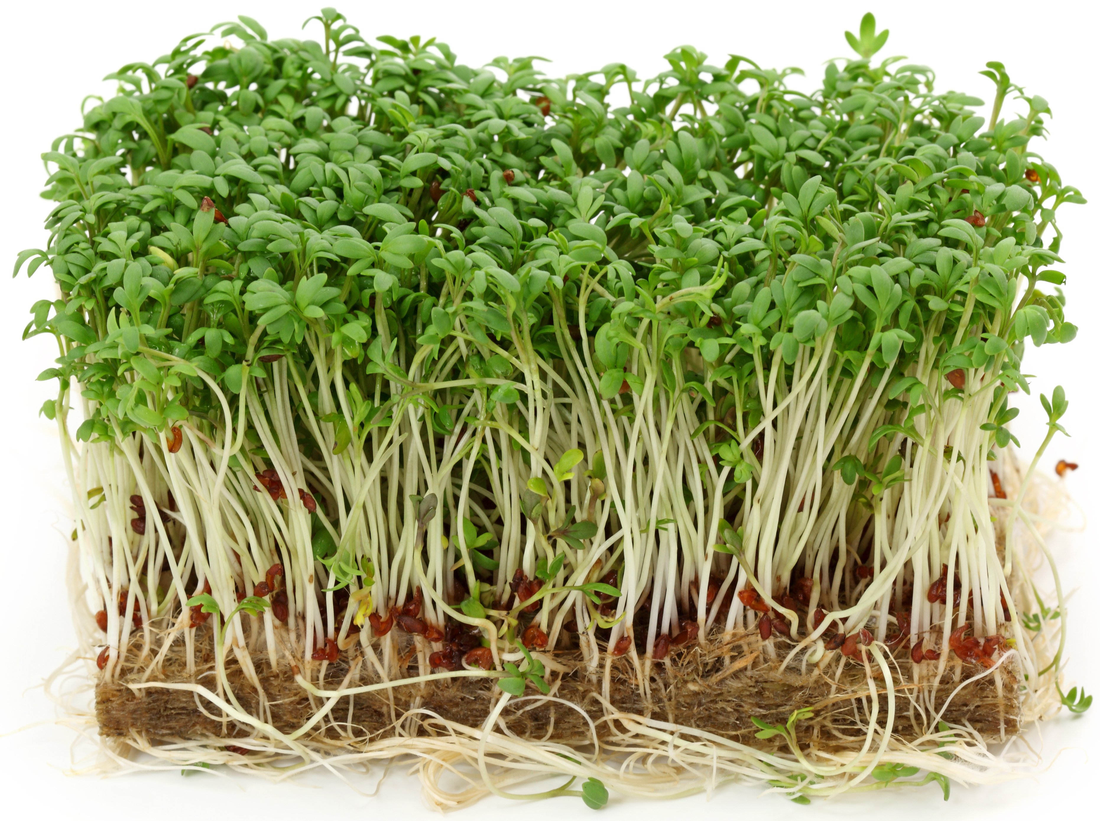 Organic Cress Sprouts, by lb | Central Market - Really Into Food