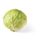 Fresh Organic Green Cabbage