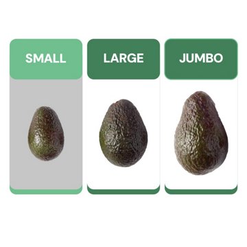 Fresh Small Hass Avocado
