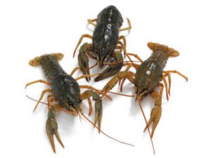 What are the best places to buy live crawfish?