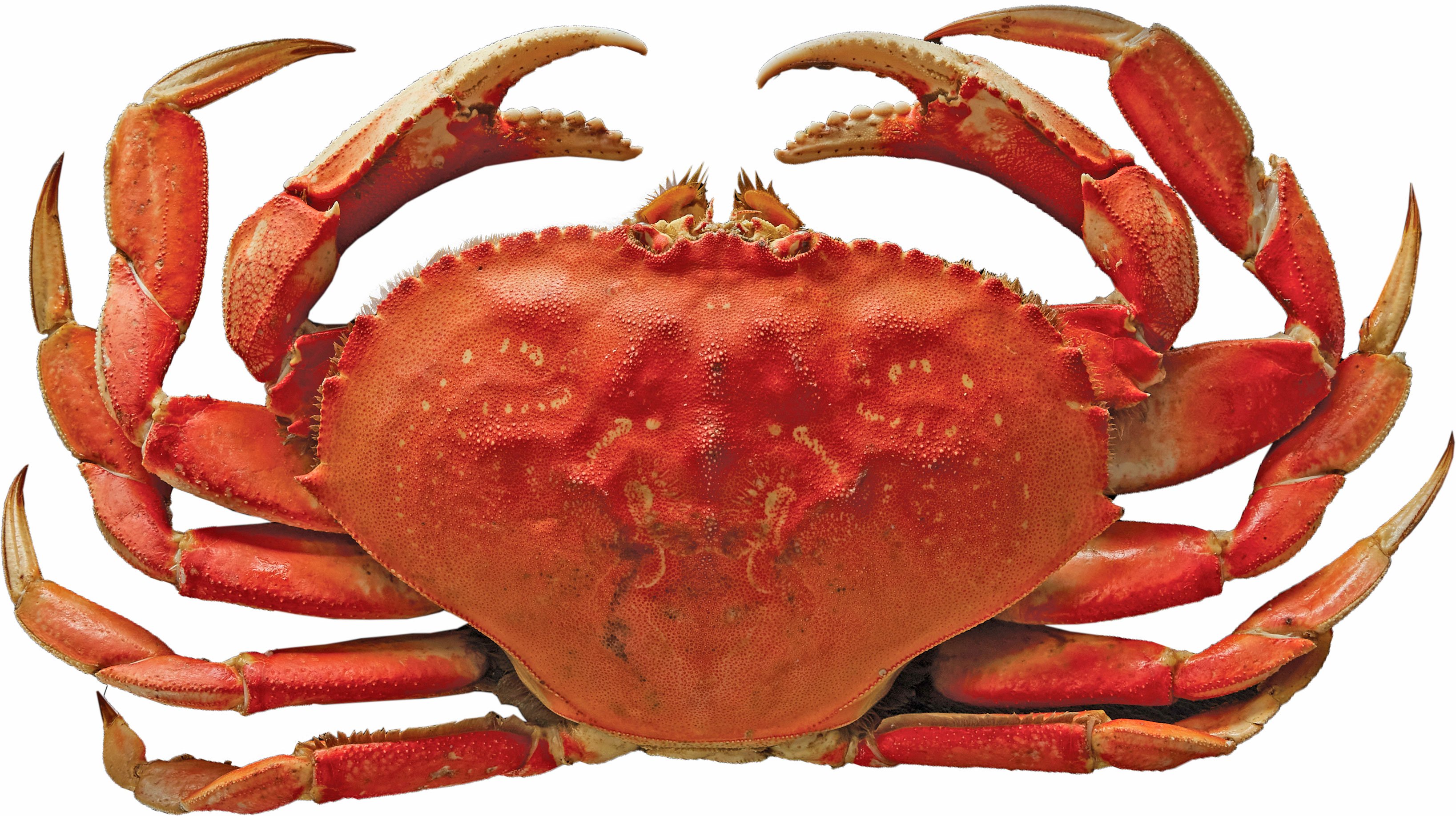 Whole Cooked Dungeness Crab | Central Market - Really Into Food