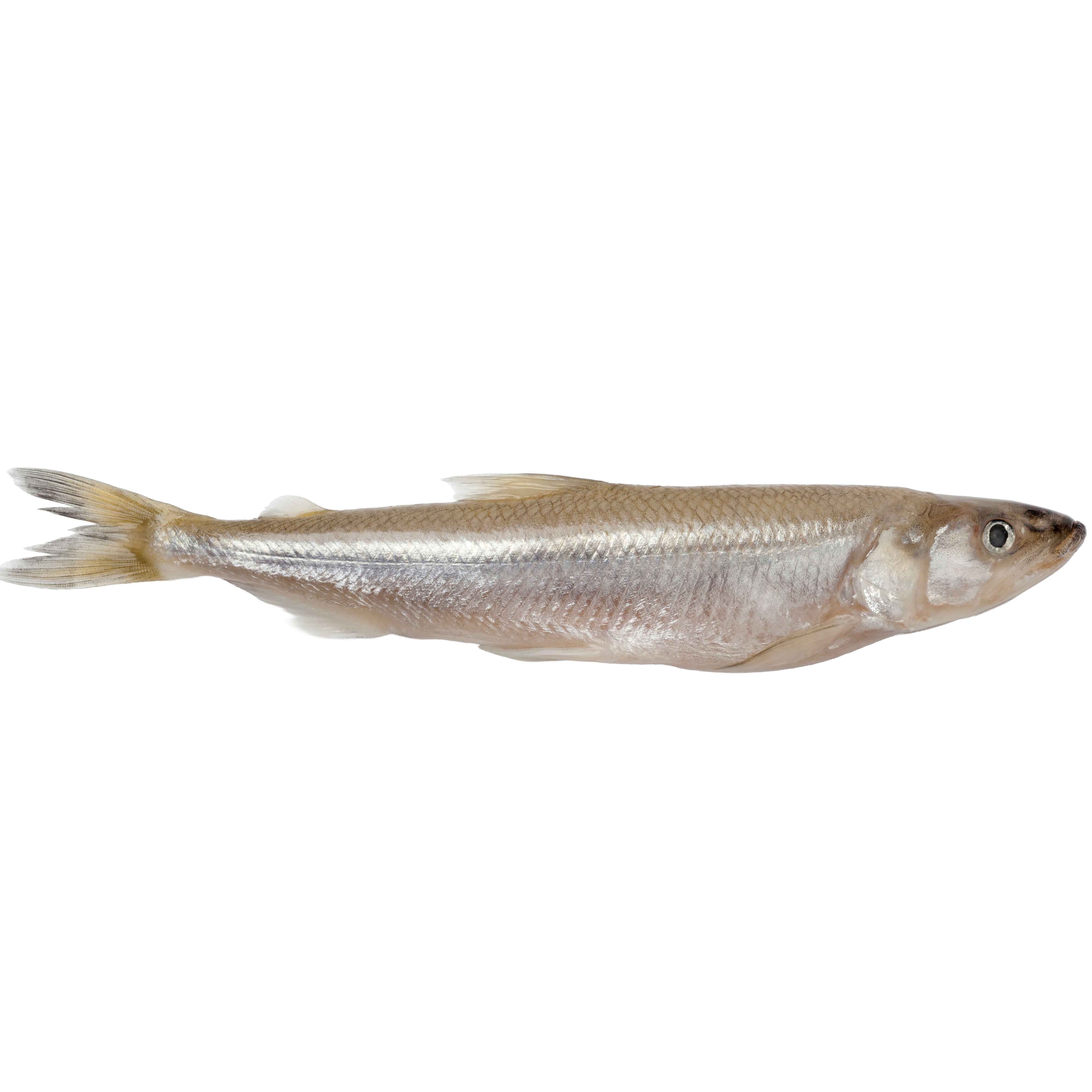 Whole Smelt - Shop Fish at H-E-B
