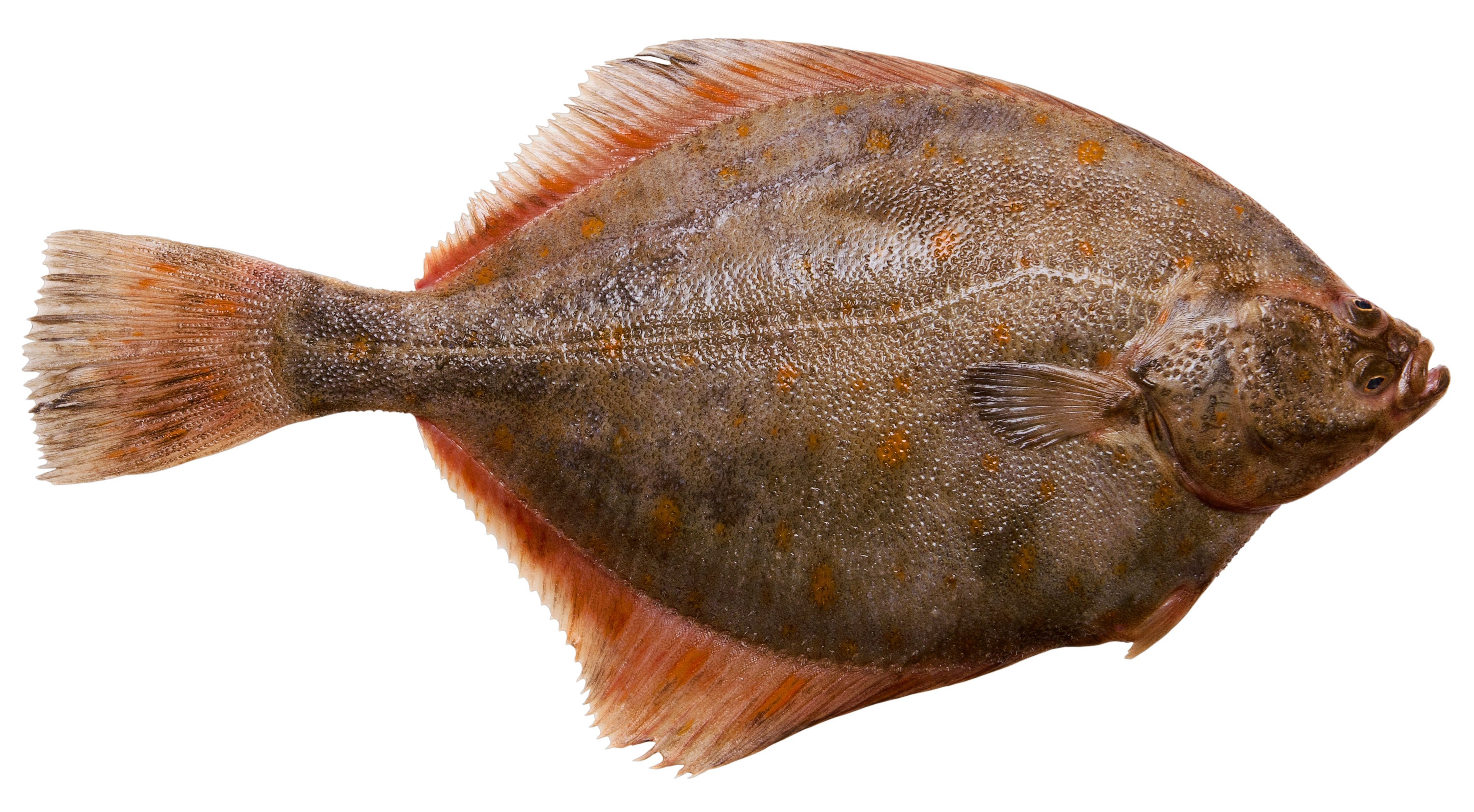 Whole Gulf Flounder Shop Fish at HEB