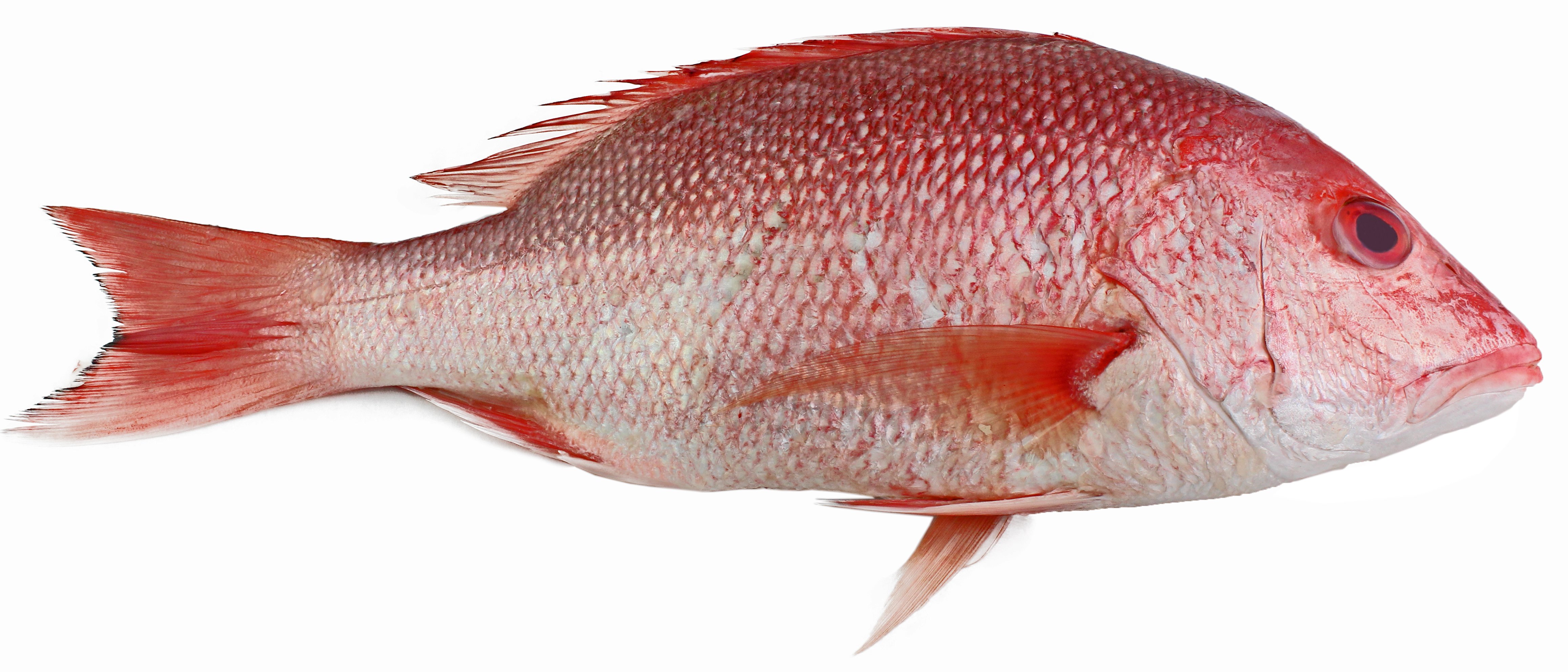 Whole American Red Snapper | Central Market - Really Into Food